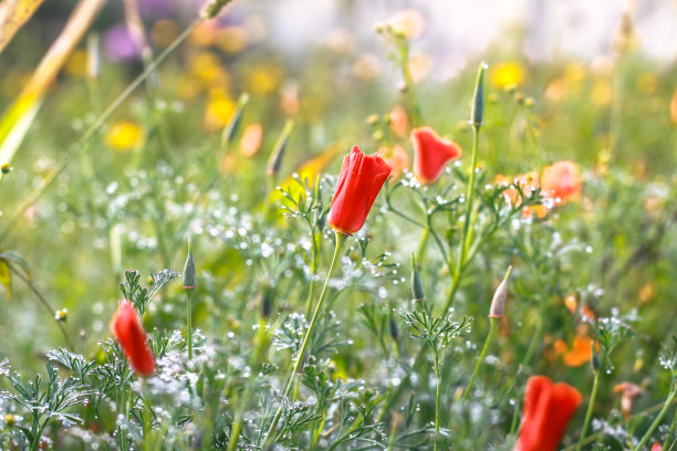 在一个阳光明媚的日子里，田野里盛开着野花。夏季草甸自然与色彩缤纷的植物。设计素材照片图片下载