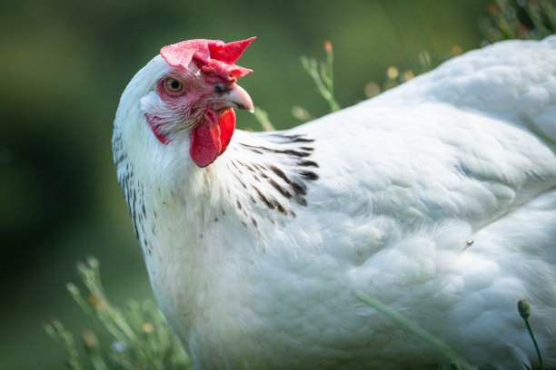 绿色背景下的漂亮母鸡素材图片