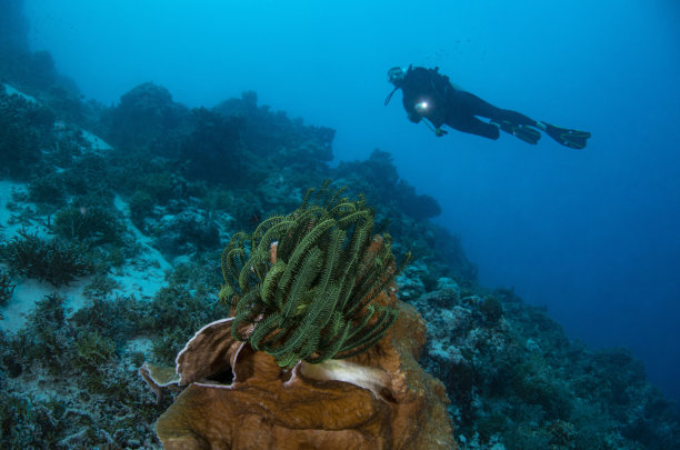 太平洋珊瑚礁和潜水员图片下载