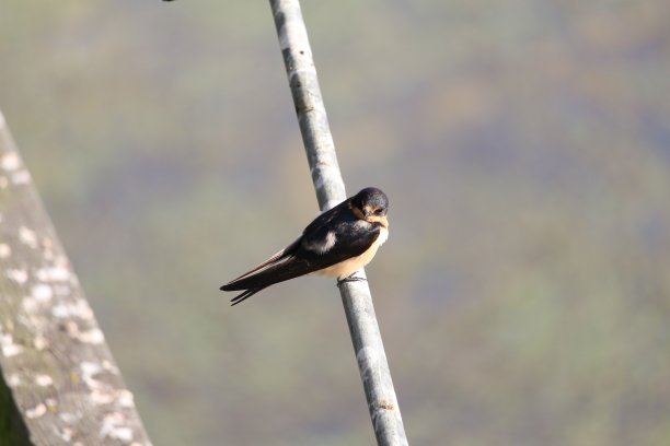 栖息家燕图片下载