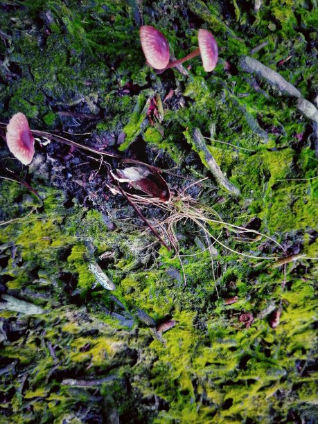 老树上的苔藓图片下载