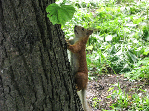 松鼠在公园附近的树木。库存照片背景设计。图片下载