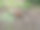 松鼠在公园附近的树木。库存照片背景设计。图片下载
