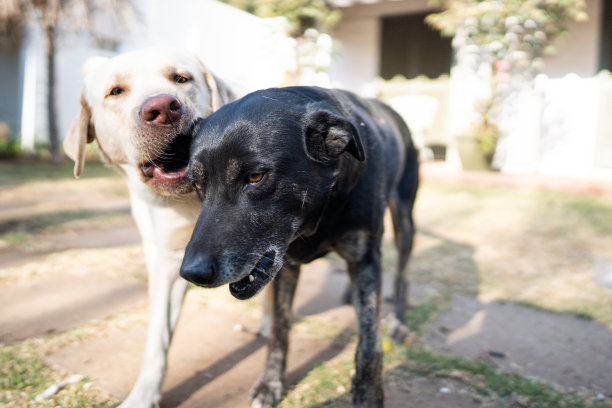 拉布拉多和老狗玩耍图片下载