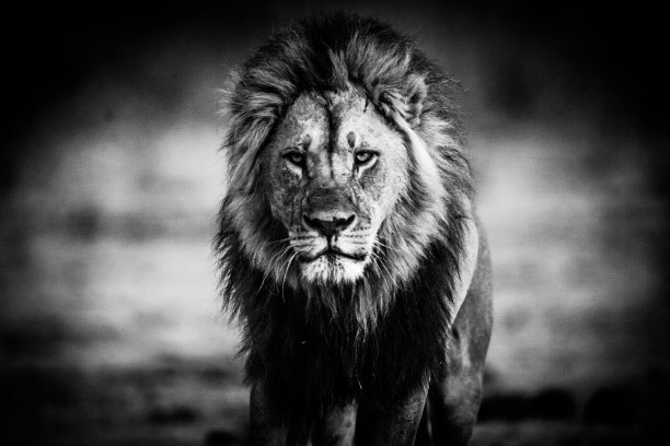 波斯瓦纳丘比的单身雄狮肖像图片下载