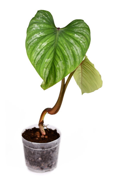 热带马梅Philodendron Mamei室内植物，大叶银色图案图片下载