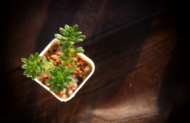 木桌背景上铺着多肉植物图片下载