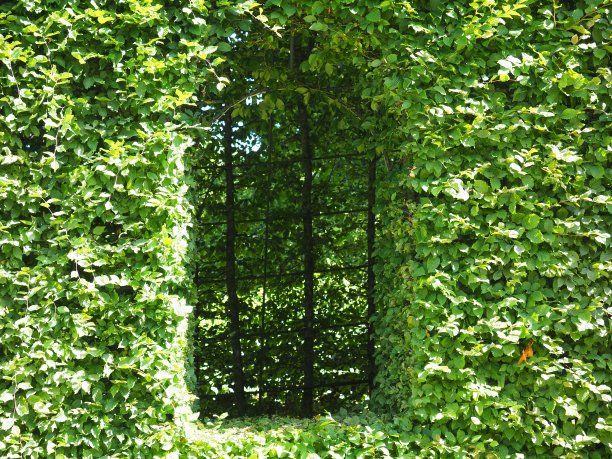 绿色的窗户图片下载