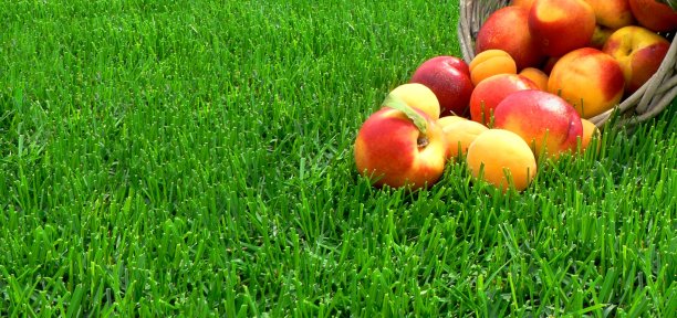 在绿草如茵的背景下，一个篮子里装着新鲜多汁的桃子和杏子的夏日横幅。新鲜水果和收获概念。图片下载