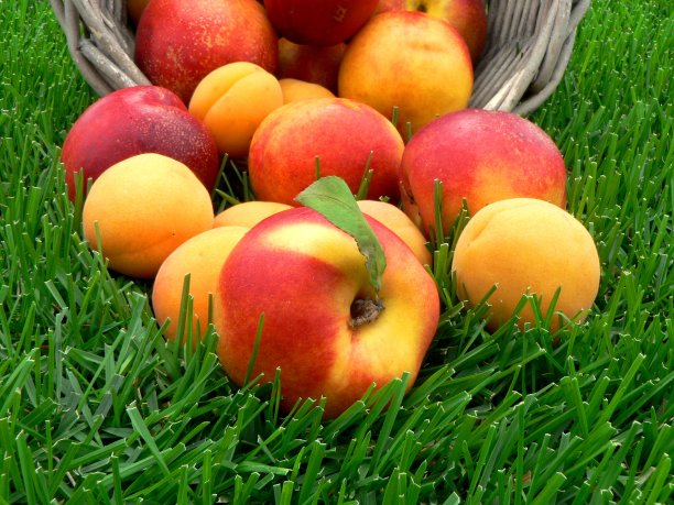 在绿草如茵的背景下，一个篮子里装着新鲜多汁的桃子和杏子的夏日横幅。新鲜水果和收获概念。图片下载
