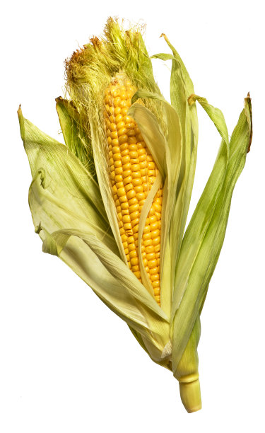 白色背景上的成熟玉米穗图片下载