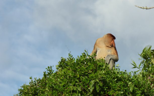 长鼻猴图片下载
