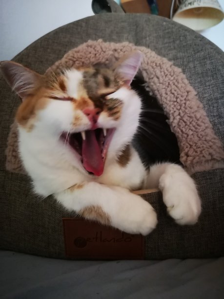 微笑的猫图片下载