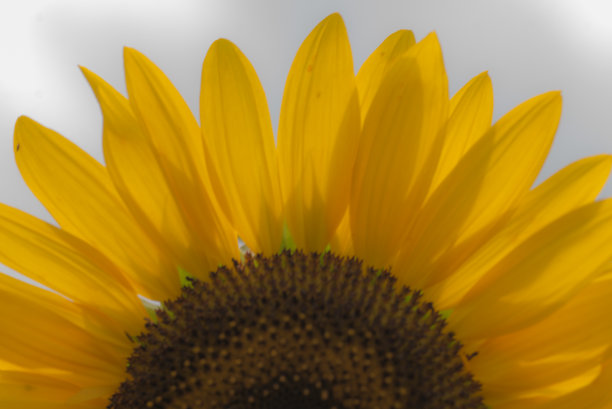 向日葵花瓣微距细节和纹理上的白色背景图片下载