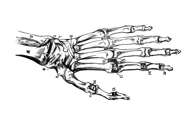 《人体解剖学》一书中腕部骨骼结构，作者:霍尔斯坦博士，第四卷，圣彼得堡，1861年图片下载