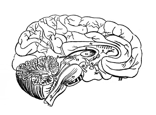 从侧面看大脑，在旧书人体解剖学霍尔斯坦博士，第四卷，圣彼得堡，1861年图片下载