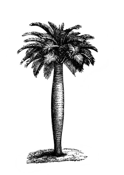 热带棕榈树插图，载于A. Granat编纂的古书百科词典，第六卷，圣彼得堡，1894年图片下载