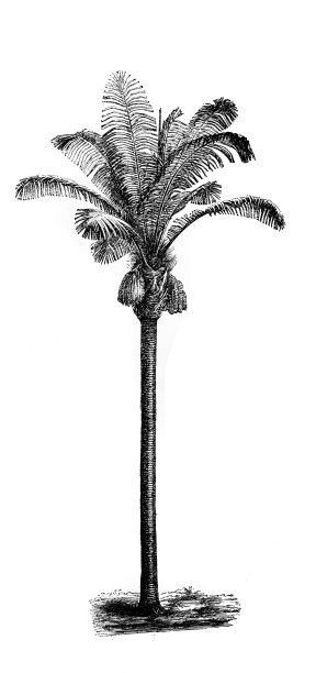 热带棕榈树插图，载于A. Granat编纂的古书百科词典，第六卷，圣彼得堡，1894年图片下载