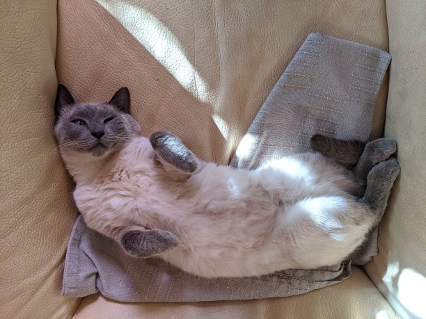 暹罗猫睡觉图片下载