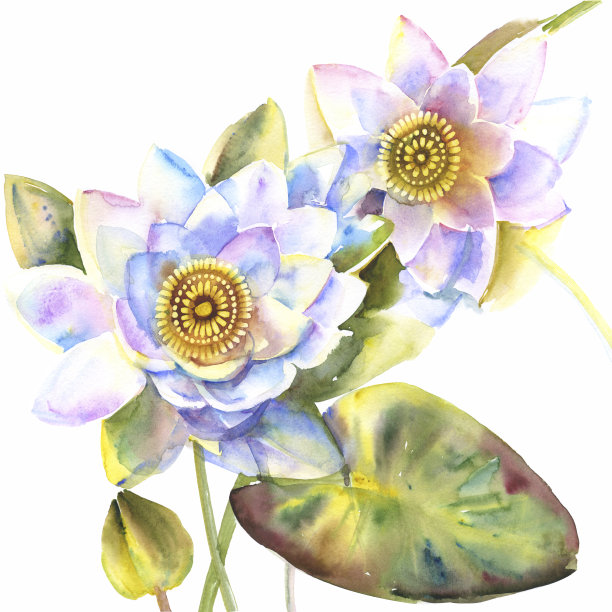 一束带叶子的睡莲。理想的说明植物主题，服装，婚礼，花园，夏季主题，绘画，邀请，装饰框架，报价，明信片，文字空间图片下载