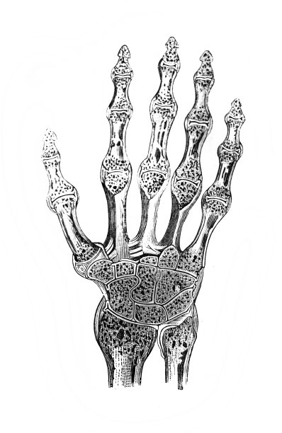 1869年，圣彼得堡，格莱布医生的旧书《外科图集》中的腕骨图片下载