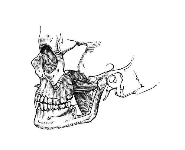 咀嚼肌肉和头骨的旧书人类生理学查普曼，费城，1887年图片下载