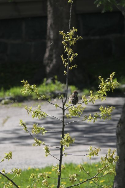 田鸫小鸡图片下载