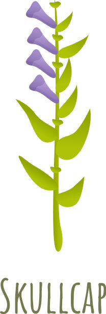 Scullcap植物图标卡通风格图片下载
