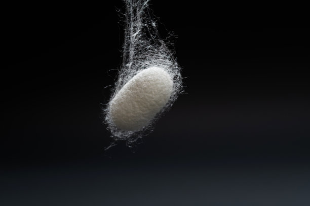 一个蚕茧的特写在黑色的背景上图片下载