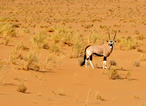 美丽的羚羊可以在没有水的情况下在纳米布沙漠存活许多天图片下载