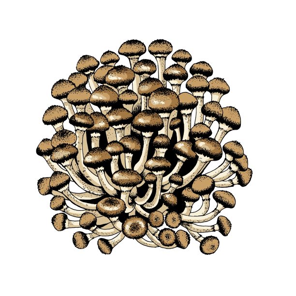 矢量插图的蜂蜜木耳图片下载