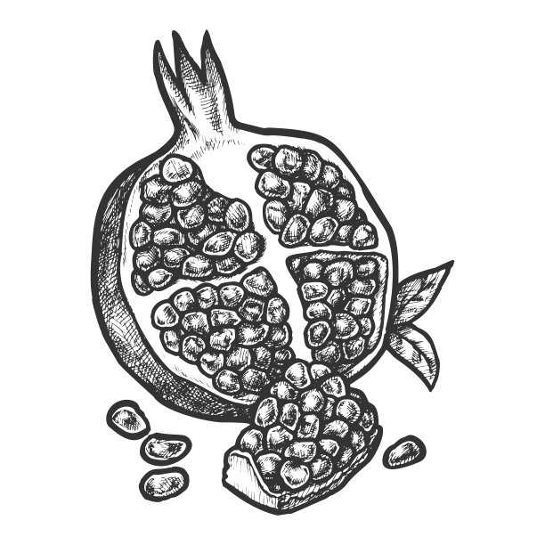 手绘石榴水果素描设计图片下载