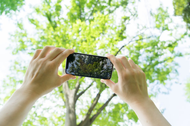 用智能手机拍摄树木图片下载