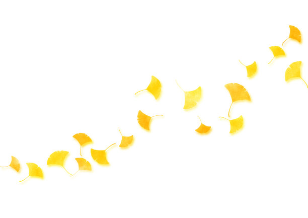 日本银杏叶水彩纹理插图图片下载