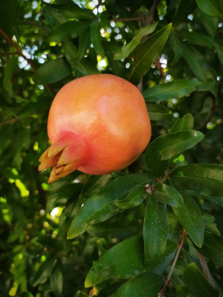 在树枝上绿色的未成熟的石榴果实和美妙的gorsel图片下载