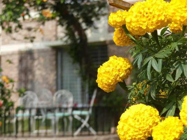 花园里美丽的金盏花。图片下载