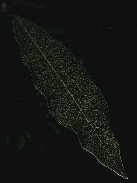 树叶。图片下载