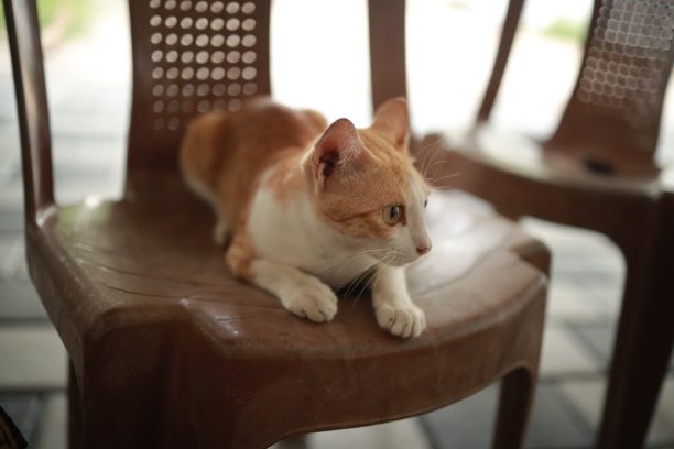 一只红白相间的猫坐在塑料椅子上图片下载