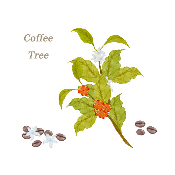 水彩咖啡树图片下载