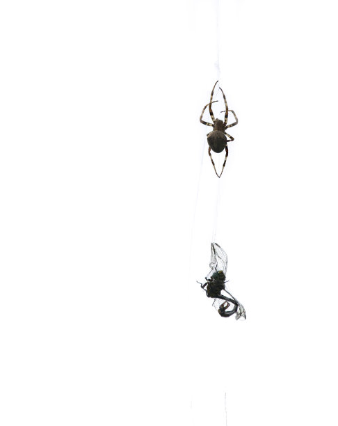 蜘蛛和它的猎物图片下载