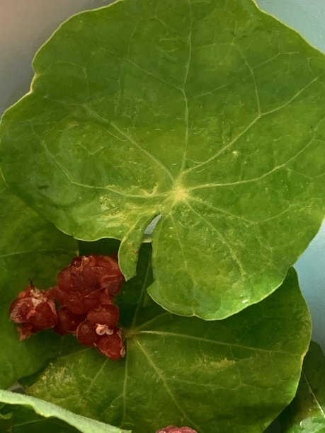 石榴籽配卷尾芹叶图片下载