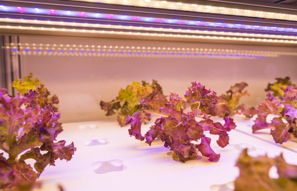 温室蔬菜植物与Led灯图片下载