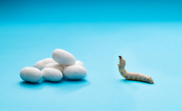 蓝色背景上的蚕和蚕茧图片下载