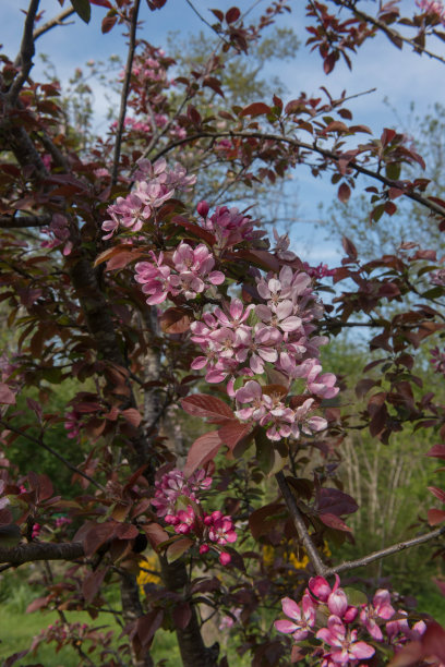 英国英格兰德文郡乡间花园中一棵红哨兵苹果树(海棠x robusta 'Red Sentinel')的春花图片下载