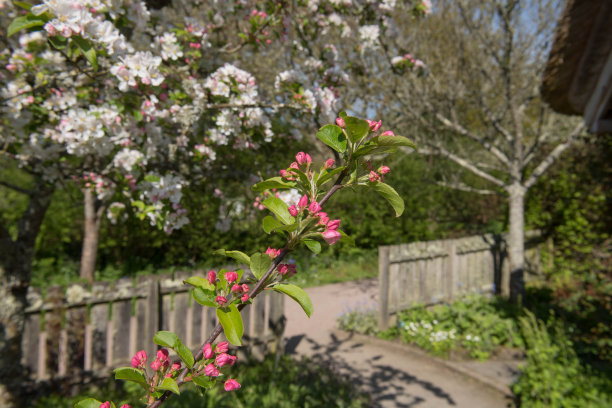 英国英格兰德文郡乡间花园中一棵红哨兵苹果树(海棠x robusta 'Red Sentinel')的春花图片下载