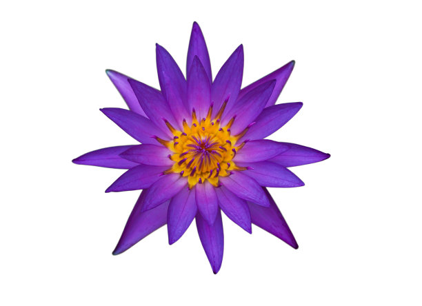 白色背景上的紫色莲花图片下载