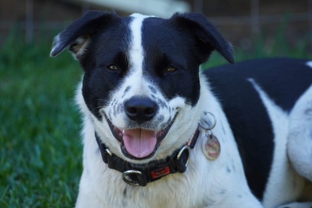 年轻的边境牧羊犬杂交狗坐在草地上看着相机的肖像图片下载