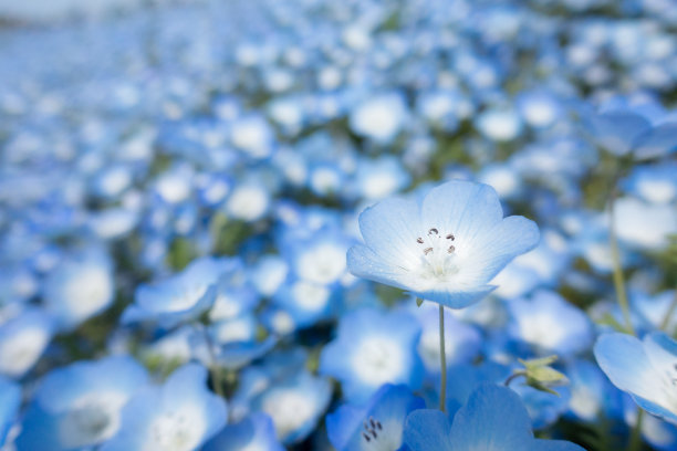 亲缘花的特写(淡蓝色眼睛)图片下载