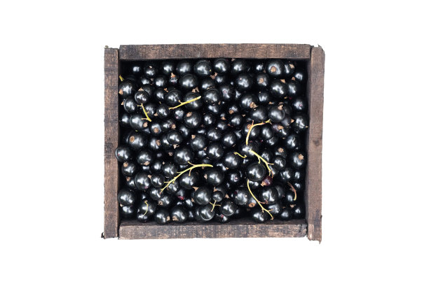 黑加仑子。图片下载