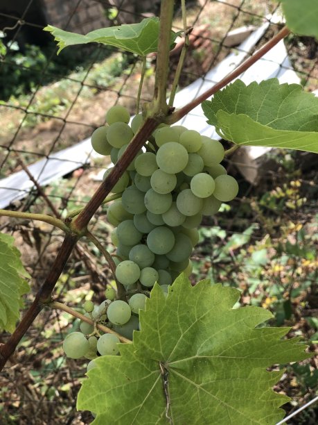 在收获前图片下载